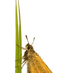 MYN Small Skipper 1 